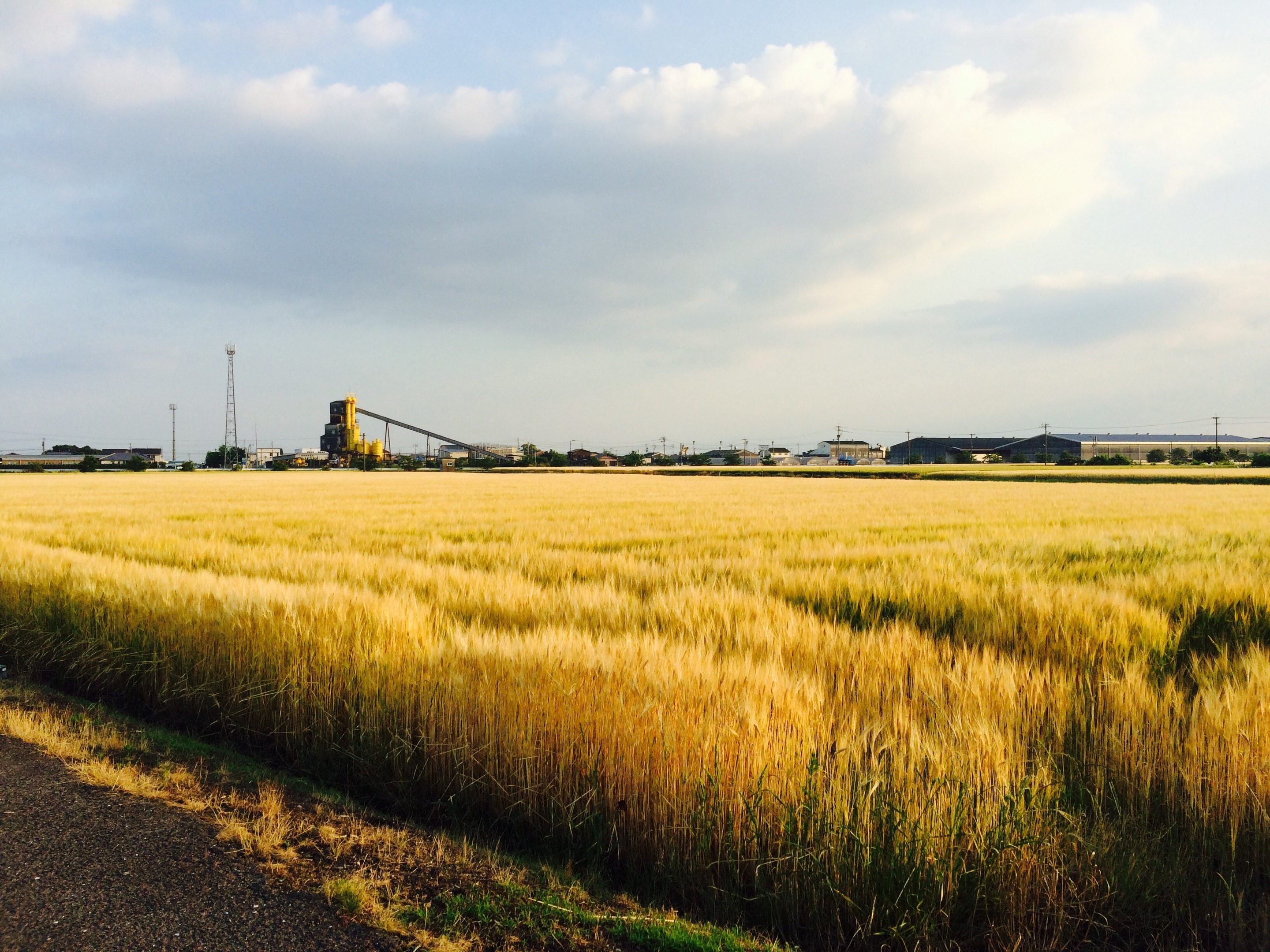 麦畑